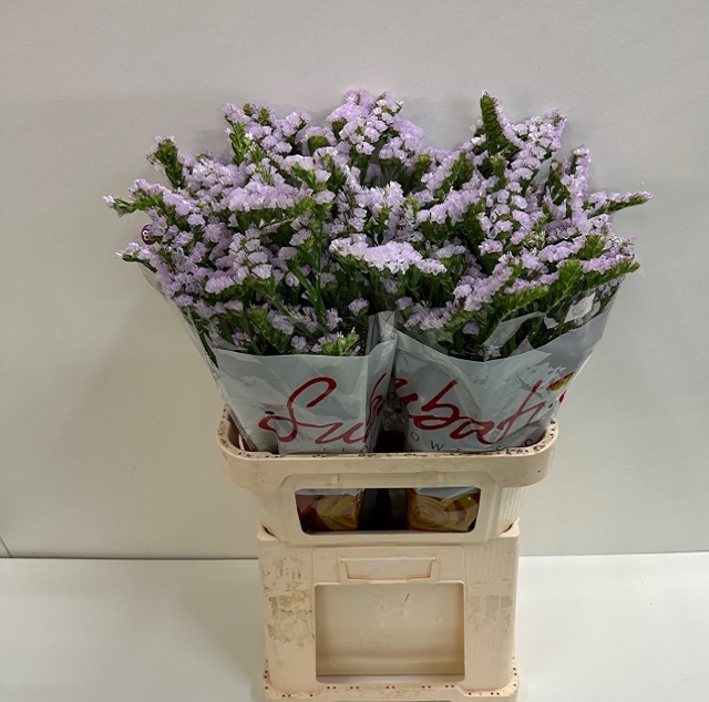 Statice tessa lavender.jpg